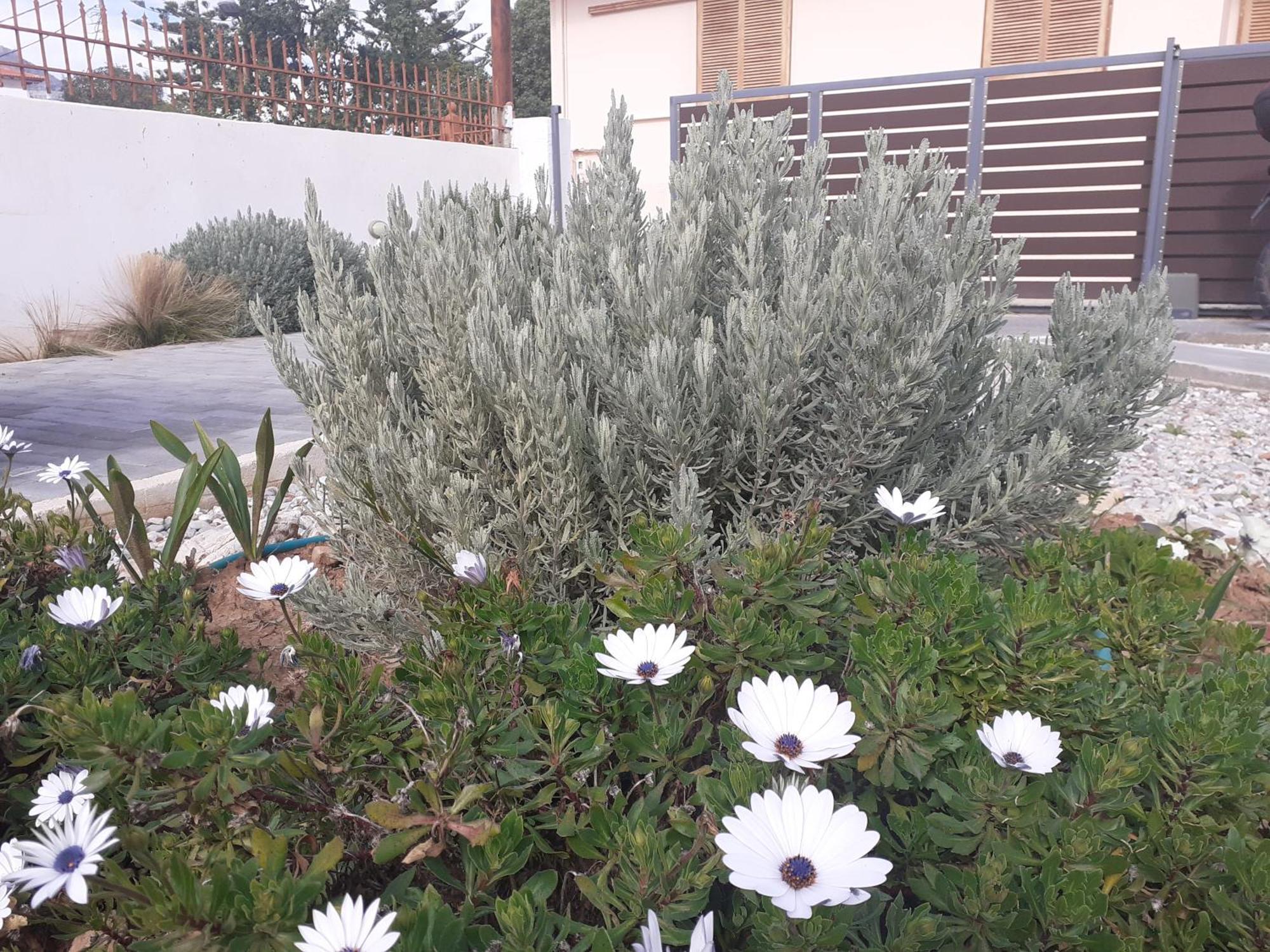הוילה ארגוס Michael'S Greek House מראה חיצוני תמונה